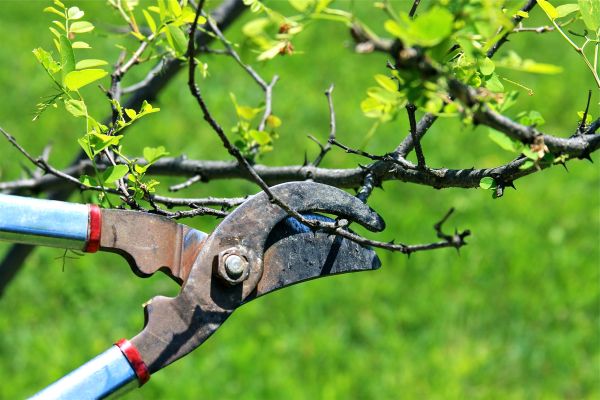 Branches Pruning in Auburn