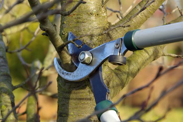 Tree Limb Trimming Service in Auburn
