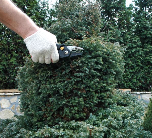 Ornamental Tree Trimming in Auburn