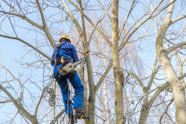 Large Tree Trimming in Auburn