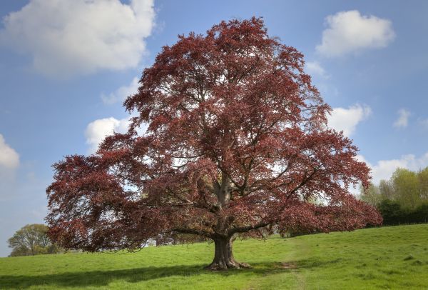 Beech Tree Pruning in Auburn