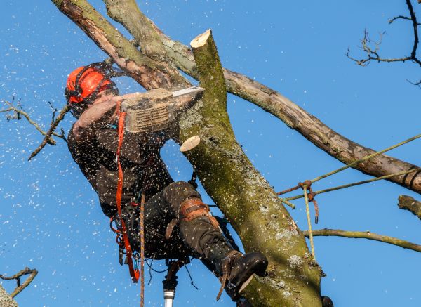 Tree Trimming Service in Auburn