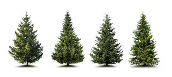 Cost of Pine Tree Trimming in Auburn