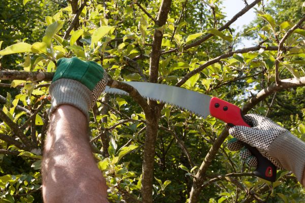 Apple Tree Trimming in Auburn